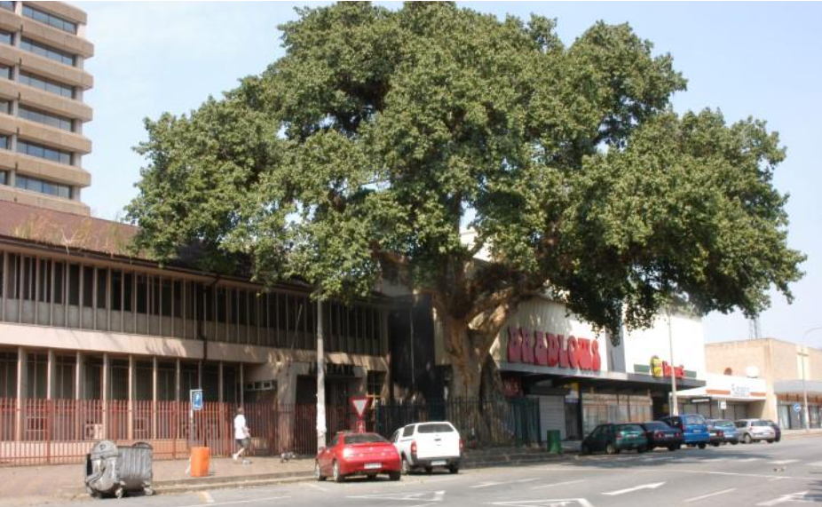 the-tree-with-the-most-historic-significance-in-old-nelspruit-the